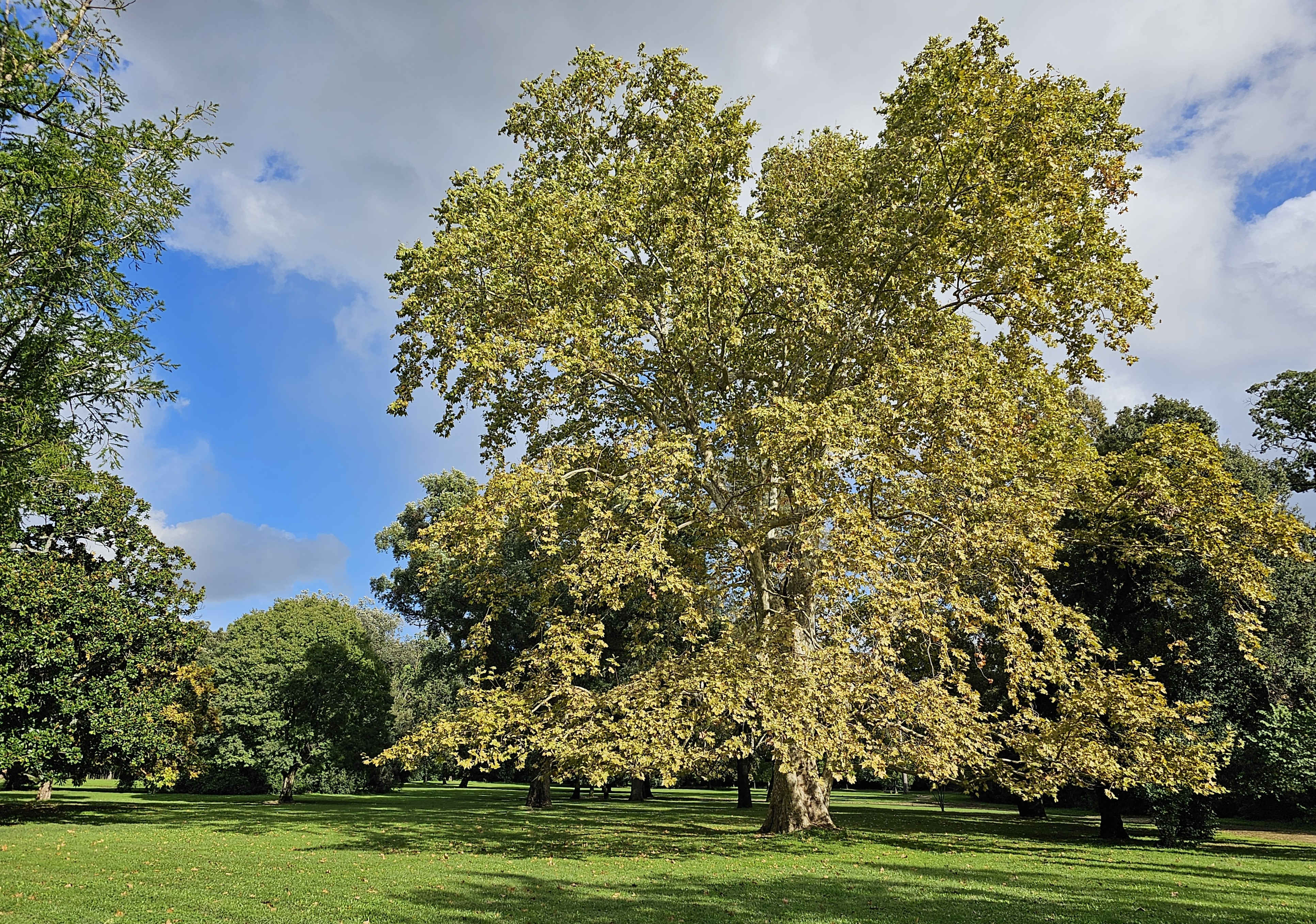 English Garden